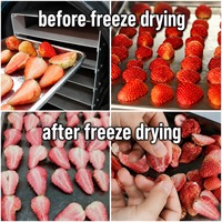 Liofilisator Vriesdroogmachine 2kg 4kg Vacuüm Voedsel Lyofilisator Mini Huishoudelijke Droger voor Fruit Snoep