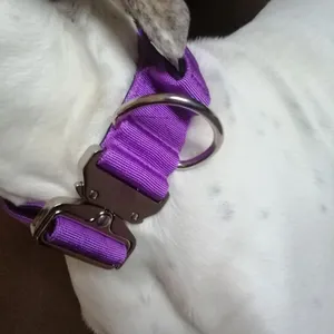 OEM-Collar multifuncional para mascotas, Correa y arnés de nailon suave, superancho y resistente, 2 pulgadas