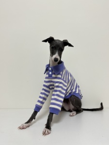 Camiseta Polo a Rayas <span class=keywords><strong>de</strong></span> Algodón Puro para Primavera, Otoño e Invierno, Ropa para Perros <span class=keywords><strong>de</strong></span> Alta Elasticidad, para Galgos Pequeños, Whippets y Bedlington Terrier - Product Image 6