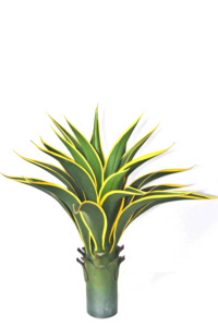 ขายส่งราคาถูก <span class=keywords><strong>sansevieria</strong></span> สำหรับขายส่ง <span class=keywords><strong>sansevieria</strong></span> พืช <span class=keywords><strong>sansevieria</strong></span> ที่ยอดเยี่ยมงูพืช - Product Image 6