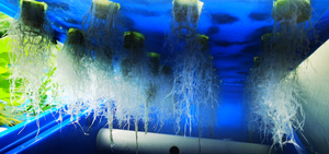 Contenedor Climatizado Integrado para Hortalizas de Hoja Verde - Unidad Agrícola para Producción de Vegetales Frescos para Uso en Embarcaciones - Product Image 4