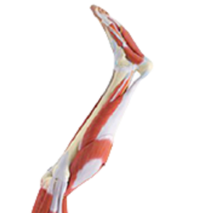 Modèle anatomique ADA A333 de haute qualité des muscles de la jambe humaine, taille réelle, 23 parties, pour étudiants en médecine, Shanghai - Product Image 2