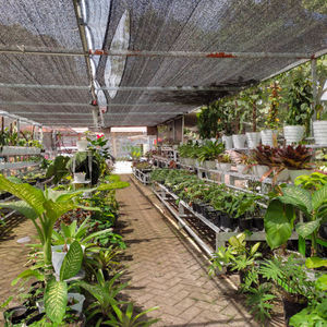 <span class=keywords><strong>Filet</strong></span> d'ombrage agricole personnalisé avec protection UV de 35% à 90% pour serre et jardin - Product Image 6