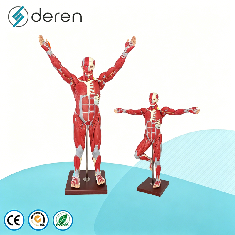 On Sale Human Muscle Anatomy Model Detachable Skull Model | Alibaba.com