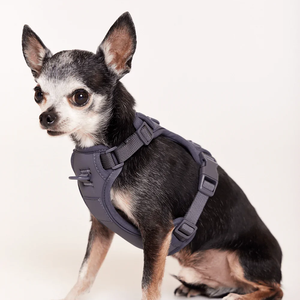 Di lusso in velluto a coste Pet imbracatura personalizzata morbida imbottita in Neoprene sistema di camminata frontale per cani di piccola taglia gatti senza funzione di tiro - Product Image 4