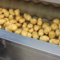 Industriële schilmachine voor wortelgewassen zoals aardappel, cassave, taro, arrowhead en chayote.