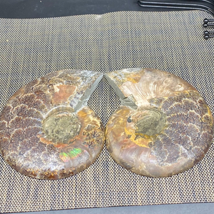 Vente en gros de tranches d'ammonite naturelle Druzy arc-en-ciel, fossile de Madagascar, spécimen minéral de conque de limace tachetée, décoration - Product Image 5