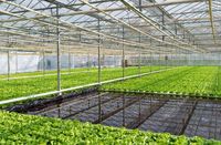 Système hydroponique multi-voûtes en PVC NFT pour la culture de légumes, grande capacité d'économie d'eau, vente en gros