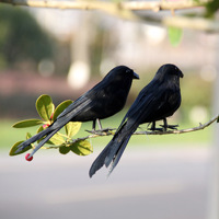 Corbeau artificiel en fourrure, style oiseau, pour Halloween, style jardin et forêt, style chinois, pour décoration intérieure, de scène, d'espaces, de centres commerciaux et d'exposition