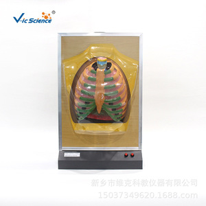 Simulateur de mouvement du diaphragme pulmonaire, modèle de mouvement respiratoire humain, modèle de système respiratoire électrique, biologique - Product Image 5