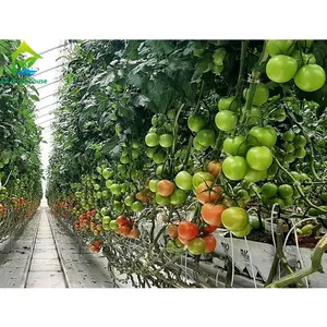 Soilless cultivation equipment for organically grow strawberry and tomato