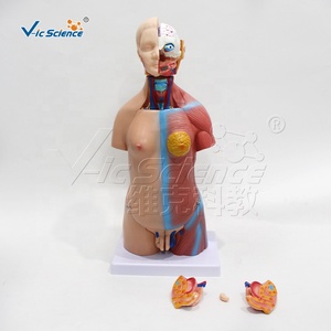 Modèle de torse humain homme/femme de 45 cm, 23 parties détachables, modèle d'enseignement médical d'anatomie avec fœtus en PVC - Product Image 6