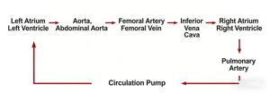Simulador de Entrenamiento ECMO - Modelo de Entrenamiento para Punción Arterio-Venosa Femoral Guiada por Ultrasonido - Product Image 5