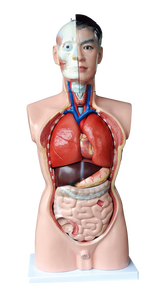 Modelo Anatómico de Torso Humano de Alta Calidad, 19 Partes con Órganos Internos Extraíbles - Product Image 4