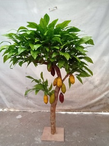 ต้นโกโก้ประดิษฐ์สำหรับตกแต่งภายในบ้าน ร้านกาแฟ และร้านขายเสื้อผ้า ต้นไม้ประดับสีเขียว - Product Image 2