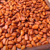Pignons de pin bruts en vrac bon marché, fruits secs, graines de pignons de pin, collation, qualité alimentaire supérieure, vente en gros en provenance de Chine