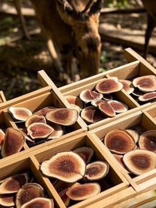 Toptan satış için üst sınıf kırmızı geyik boynuz geyik boynuzları kadife - Product Image 6