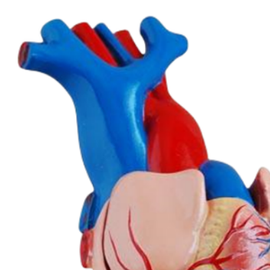 ADA <b>Medical</b> Model Life-Size Heart Nasal Cavity Anatomical Models ADA-307A/ADA-309 for Disease Demonstration <b>Medical</b> Teaching - Product Image 3