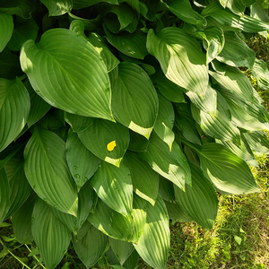 ผลไม้คุณภาพสูง โฮสต้าแห้งสุกใหม่ ขาย - Product Image 6