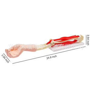 Modelo de movilidad de la articulación del codo; equipo didáctico para clases de biología escolares; visualización detallada de la estructura de la articulación del codo. - Product Image 1
