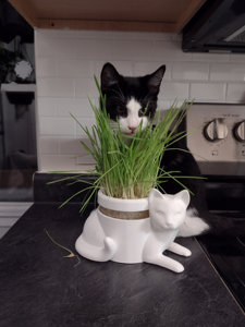 ชุดชาวไร่หญ้าแมว <span class=keywords><strong>เพียง</strong></span>เพิ่มน้ํา ชุดหญ้าแมวอินทรีย์ ชุดปลูกไฮโดรโปนิกส์ - Product Image 3