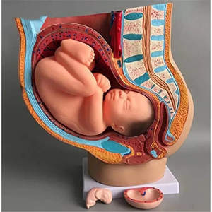 Modèle <span class=keywords><strong>de</strong></span> bassin féminin Modèle anatomique grandeur nature avec ventre <span class=keywords><strong>de</strong></span> femme <span class=keywords><strong>enceinte</strong></span> <span class=keywords><strong>de</strong></span> 9 mois et organes amovibles en PVC pour l'éducation et la formation - Product Image 4