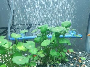 <span class=keywords><strong>Aquarium</strong></span> decoratieve steenbalk buis rechthoekige belmuur luchtverspreider voor viskom zuurstofvermeerdering - Product Image 5