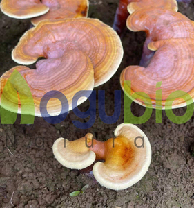 Bio Reishi Pilzex trakt Chinesisches Lingzhi Supplement Pilz Ganoderma Lucidum Extrakt Pulver Reishi Extrakt Pulver - Product Image 3