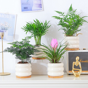 Podocarpus en Maceta, Vegetación Hidropónica, Pequeño Bambú Ciprés, Plantas de Escritorio para Oficina, Fácil Cuidado, Estilo Americano Moderno Minimalista - Product Image 3
