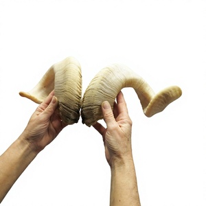Shofar en corne de bélier naturelle authentique AZ ENTERPRISES AZE-RH02 pour la production d'instruments de musique faits à la main - Product Image 6