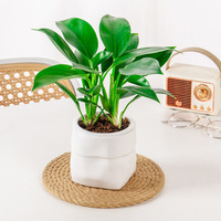 Meixuan Lucky Bag, style simple, pot de fleurs auto-arrosant en PE résistant à la corrosion et translucide, pour culture hydroponique ou en terre