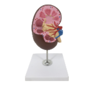 Modelo de anatomía renal ADA Medical Science con modelo de glándula suprarrenal U022C/U022D, origen Shanghái, para entrenamiento y demostración de enfermedades - Product Image 2