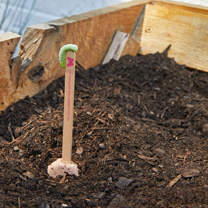 Offre Spéciale ludique Bumble Bee Grow Pops Sélection de fleurs sauvages vivaces pour la culture de pollinisateurs de jardin - Product Image 5