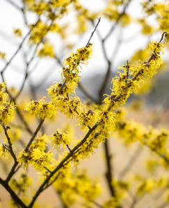 Bubuk ekstrak akar hamamarelis kualitas tinggi alami murni <span class=keywords><strong>Hamamelis</strong></span> Mollis Oliv. Ekstrak bunga ekstrak <span class=keywords><strong>Hamamelis</strong></span> - Product Image 3