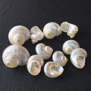 <span class=keywords><strong>Concha</strong></span> Natural pulida para decoración de paisaje de Acuario, <span class=keywords><strong>caracol</strong></span> verde pequeño, cangrejo ermitaño, decoración del hogar - Product Image 5