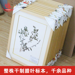 Artificially collected and meticulously prepared <b>plant</b> specimens, beautifully <b>framed</b>, showcasing herbarium specimens of Chinese - Product Image 4