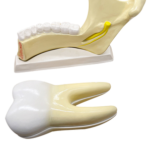 Modèle de dentition et de mastication des dents Taille : 25x5x17 cm ZM1050 - Product Image 3