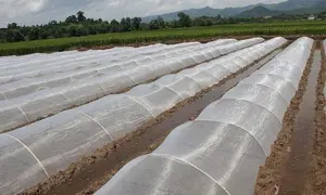 Invernadero agrícola, malla antiinsectos, 50 unidades