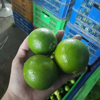 Verse zure groene citroenen, 1 jaar houdbaar, te koop tegen groothandelsprijs, premium kwaliteit uit Zuid-Afrika.