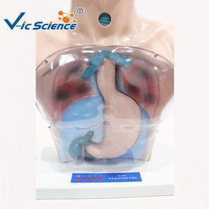 Modèle de pratique infirmière de base ; Modèle de simulation du corps humain pour l'enseignement des opérations d'infirmier(ère) sur tout le corps - Product Image 5