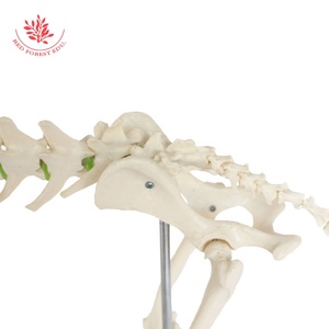 Modelo de <span class=keywords><strong>Esqueleto</strong></span> de Lobo, Modelo Anatómico Canino, para Estudio Veterinario y Anatomía <span class=keywords><strong>Animal</strong></span> - Product Image 5
