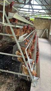 ขายส่งจากโรงงาน ระบบกรงไก่ไข่แบบใหม่ ชนิด A ทำจากเหล็กชุบสังกะสี พร้อมระบบอัตโนมัติสำหรับวางไข่ - Product Image 6