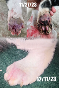 ESWT Smartfocus Máquina de terapia de ondas de choque Uso veterinario Máquina de terapia de ondas de choque electromagnéticas enfocadas para animales - Product Image 4