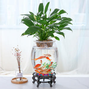 Groothandel Taille Trommel-Vormige Glazen Goudvis <span class=keywords><strong>Tank</strong></span> Woonkamer Grote Schildpad <span class=keywords><strong>Tank</strong></span> Mini Klein Landschap Hydrocultuur Bloempot - Product Image 4