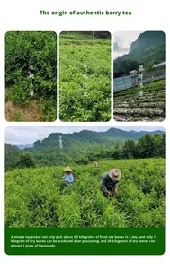 Exportations de <span class=keywords><strong>thé</strong></span> <span class=keywords><strong>vert</strong></span> Zhangjiajie Longevity 100% biologique de haute qualité, fabriqué sur mesure - Product Image 2