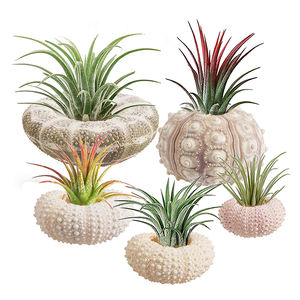 天然ウニの殻繊細でユニークなパイナップルのパンティングポット - Product Image 4