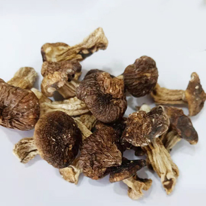 Alimentos saludables Seta Shiitake seca <span class=keywords><strong>Matsutake</strong></span> <span class=keywords><strong>Tricholoma</strong></span> Matsutak seco - Product Image 4
