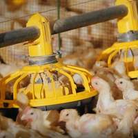 Mangeoire automatique anti-déversement pour volailles, mangeoire pour poulets de chair, gestion de l'alimentation en élevage avicole, exigence de commande en gros