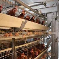 Batterie d'élevage de poulet à 3 niveaux galvanisée à chaud 10000 couches Cage personnalisée facile à contrôler avec prix d'usine