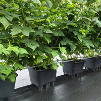 Pot Tanam Blueberry Anti UV dari Plastik, Wadah Penanam untuk Kebun Luar Ruangan dengan Lubang Drainase, Pot Tanam Alas Piramida Kaki Tinggi